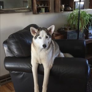 Meet your Posher, Amy